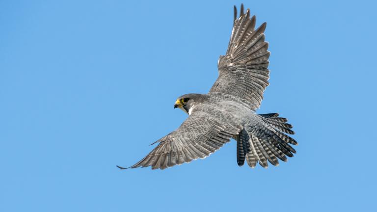 falcon in flight